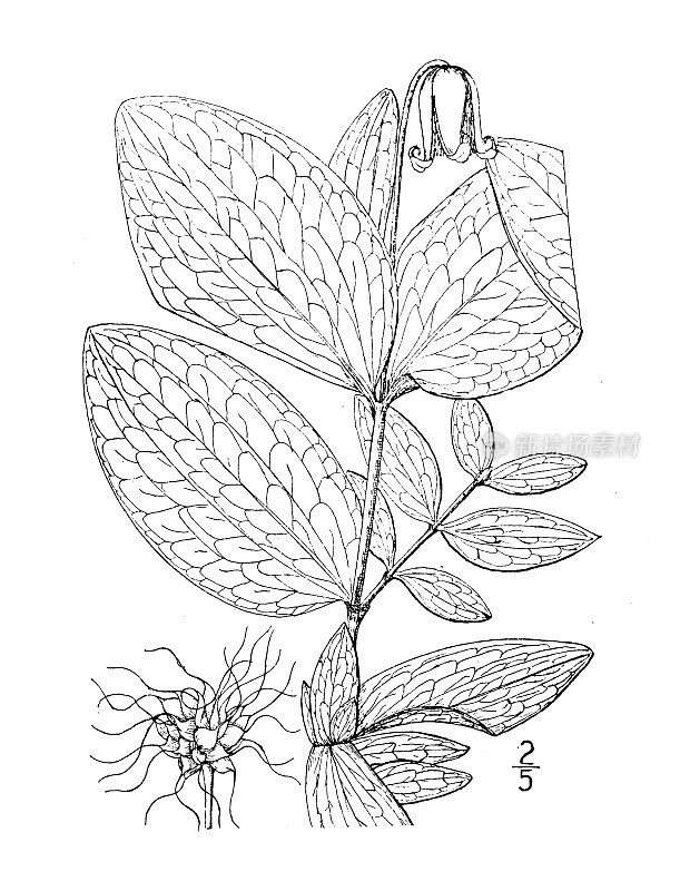 古植物学植物插图:Fremontii, Fremont's铁线莲